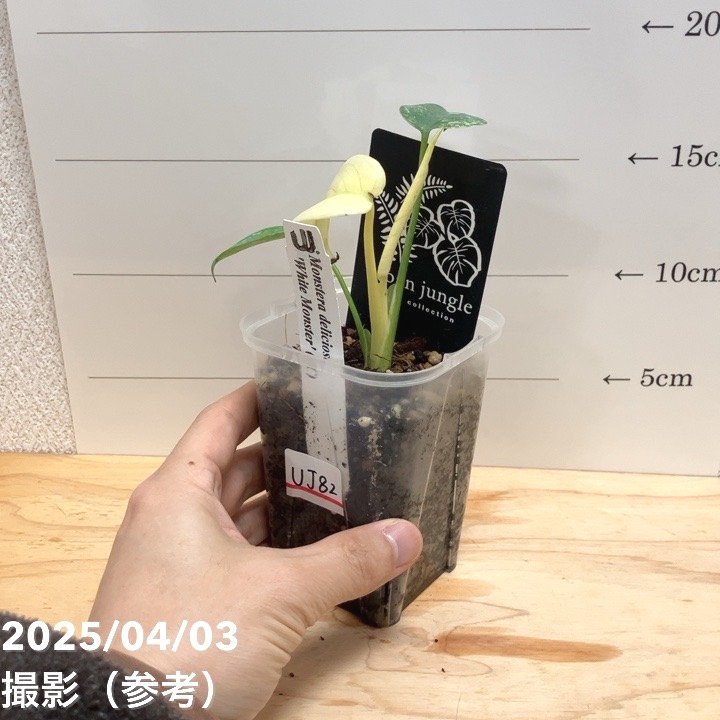 ☆モンステラ デリシオサ（ホウライショウ） ホワイトモンスター☆3号鉢☆希少☆ 現品お届け】モンステラ デリシオーサ ホワイトモンスター 3号