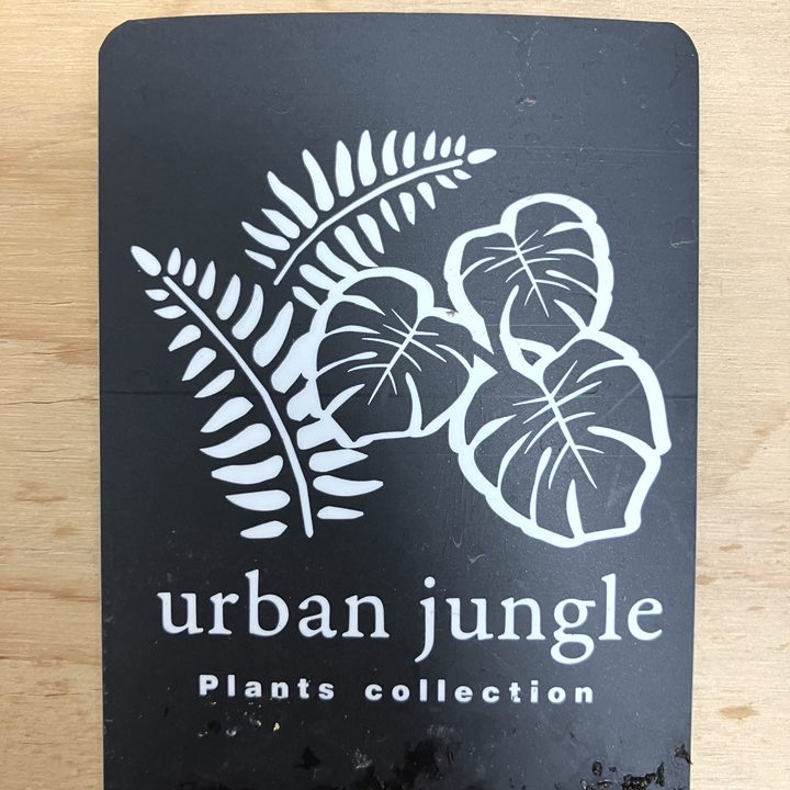 現品お届け】モンステラ デリシオーサ ホワイトモンスター 3号