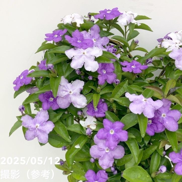 ニオイバンマツリ 6号｜花木10-TU | 花木・庭木 | 赤塚植物園