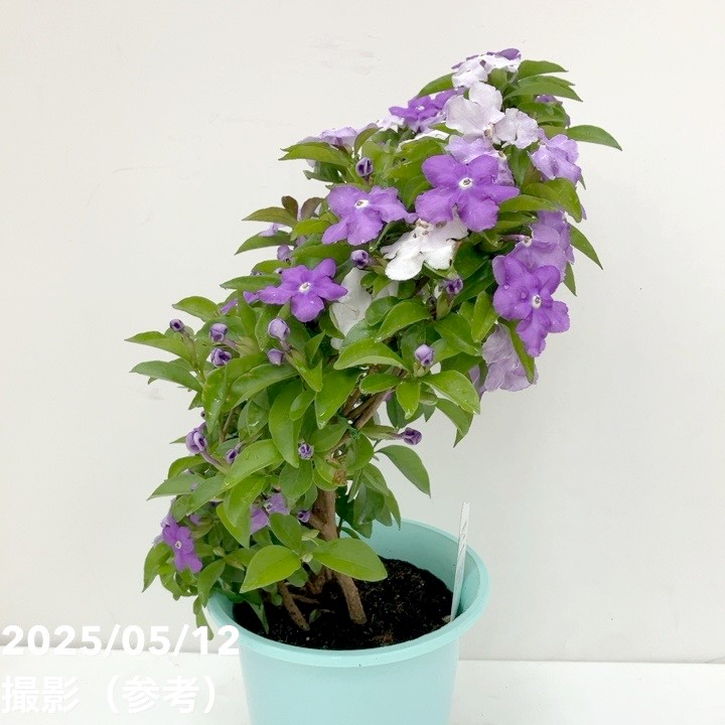 ニオイバンマツリ 6号｜花木10-TU | 花木・庭木 | 赤塚植物園