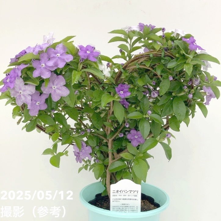 ニオイバンマツリ（観葉植物、庭木、シンボルツリー用）