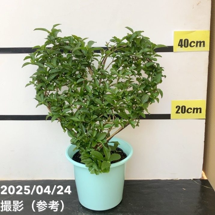 ニオイバンマツリ（観葉植物、庭木、シンボルツリー用）