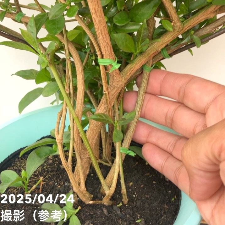 ニオイバンマツリ 6号｜花木10-TU | 花木・庭木 | 赤塚植物園