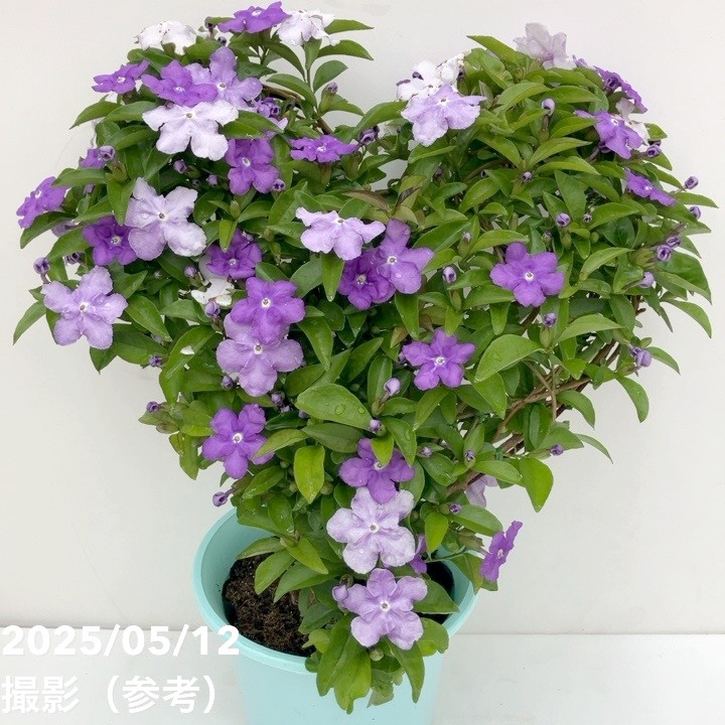ニオイバンマツリ 6号｜花木10-TU | 花木・庭木 | 赤塚植物園