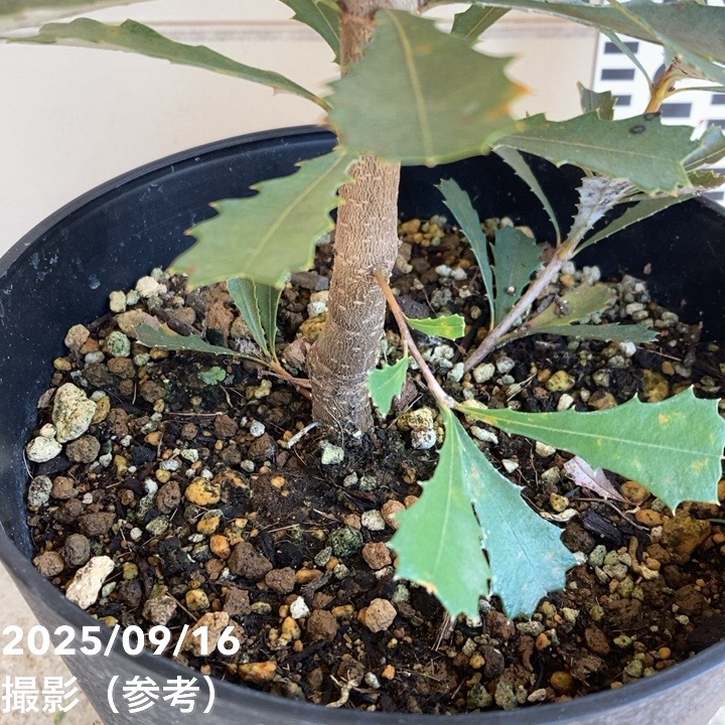 バンクシア インテグリフォリア コーストバンクシア 6号｜花木04-PA