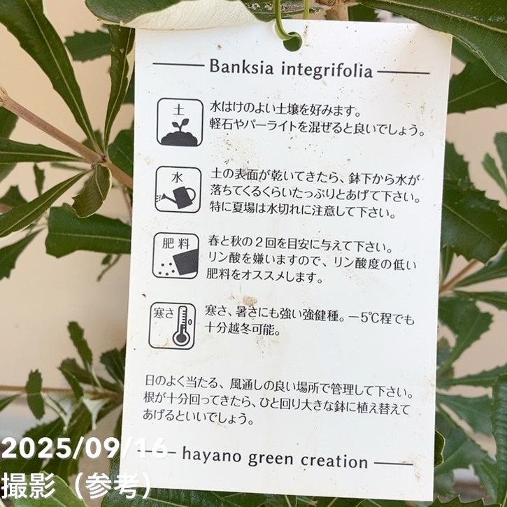 バンクシア インテグリフォリア コーストバンクシア 6号｜花木04-PA