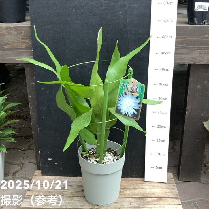 クジャクサボテン 恵比寿美人 5号｜鉢花04-PA | 観葉・多肉 | 赤塚