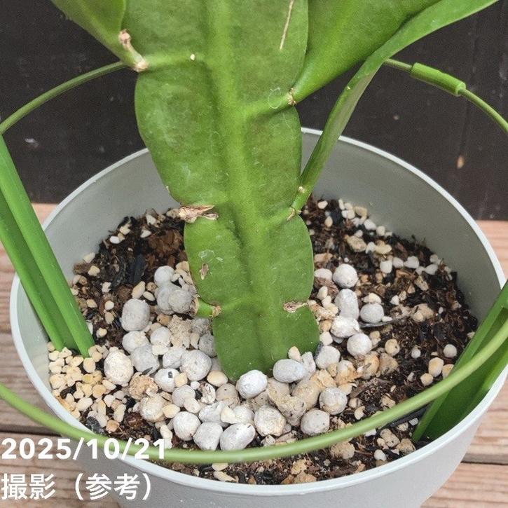 クジャクサボテン 恵比寿美人 5号｜鉢花04-PA | 観葉・多肉 | 赤塚