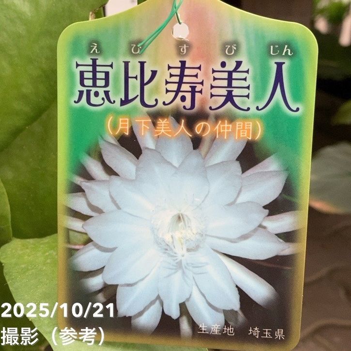 クジャクサボテン 恵比寿美人 5号｜鉢花04-PA | 観葉・多肉 | 赤塚