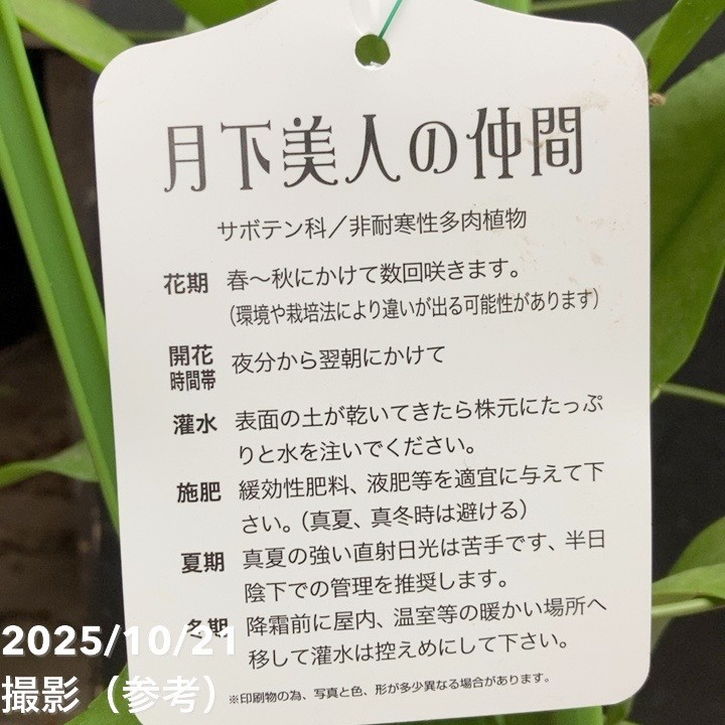 クジャクサボテン 恵比寿美人 5号｜鉢花04-PA | 観葉・多肉 | 赤塚 