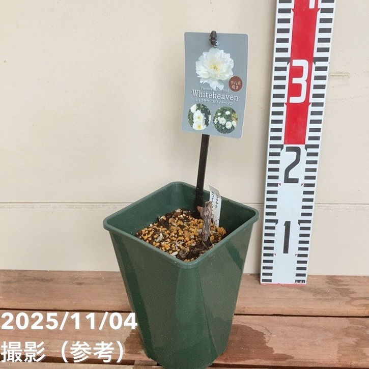 芍薬 シャクヤク 5号 ホワイトヘブン|草花04-PA