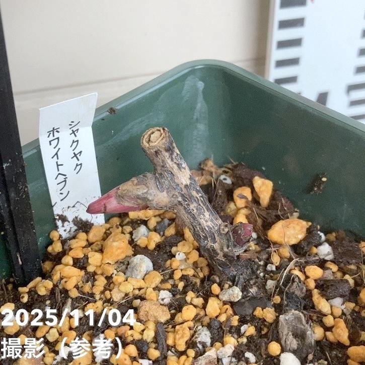 芍薬 シャクヤク 5号 ホワイトヘブン|草花04-PA