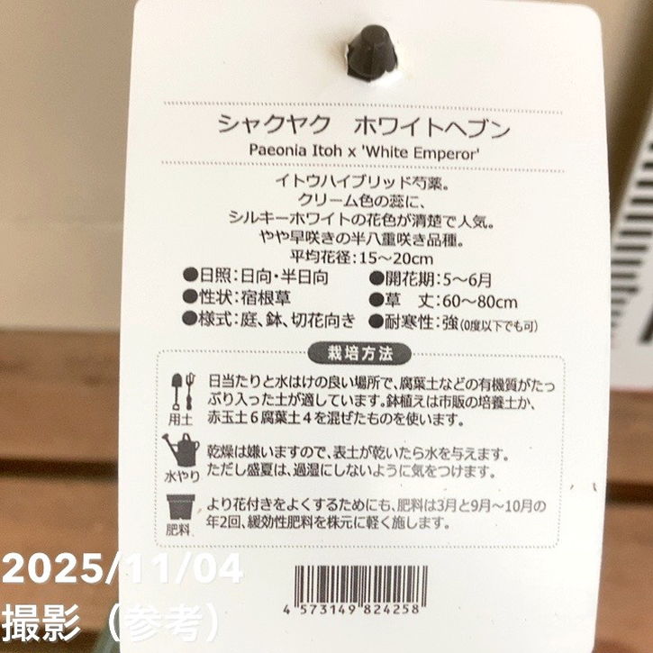 芍薬 シャクヤク 5号 ホワイトヘブン|草花04-PA