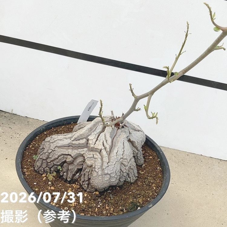 現品お届け】アフリカ亀甲竜 9号｜観葉10-TU | 観葉・多肉 | 赤塚