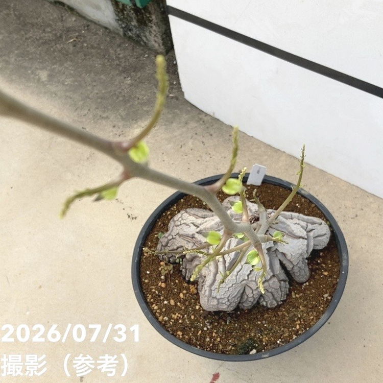 現品お届け】アフリカ亀甲竜 9号｜観葉10-TU | 観葉・多肉 | 赤塚