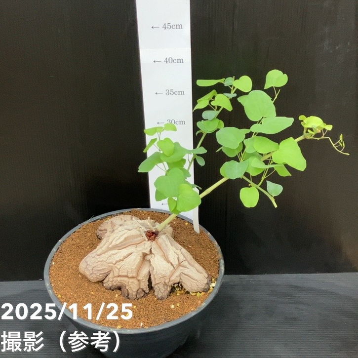 現品お届け】アフリカ亀甲竜 9号｜観葉10-TU | 観葉・多肉 | 赤塚