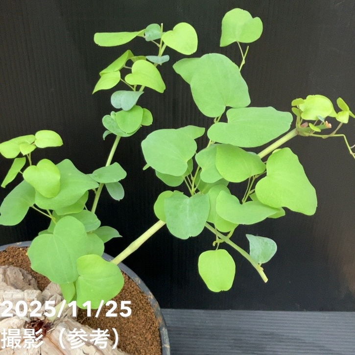 現品お届け】アフリカ亀甲竜 9号｜観葉10-TU | 観葉・多肉 | 赤塚