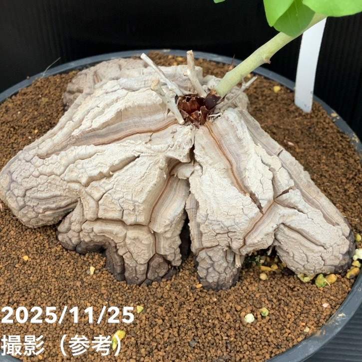 期間限定10％OFF！】【現品お届け】アフリカ亀甲竜 9号｜観葉10-TU