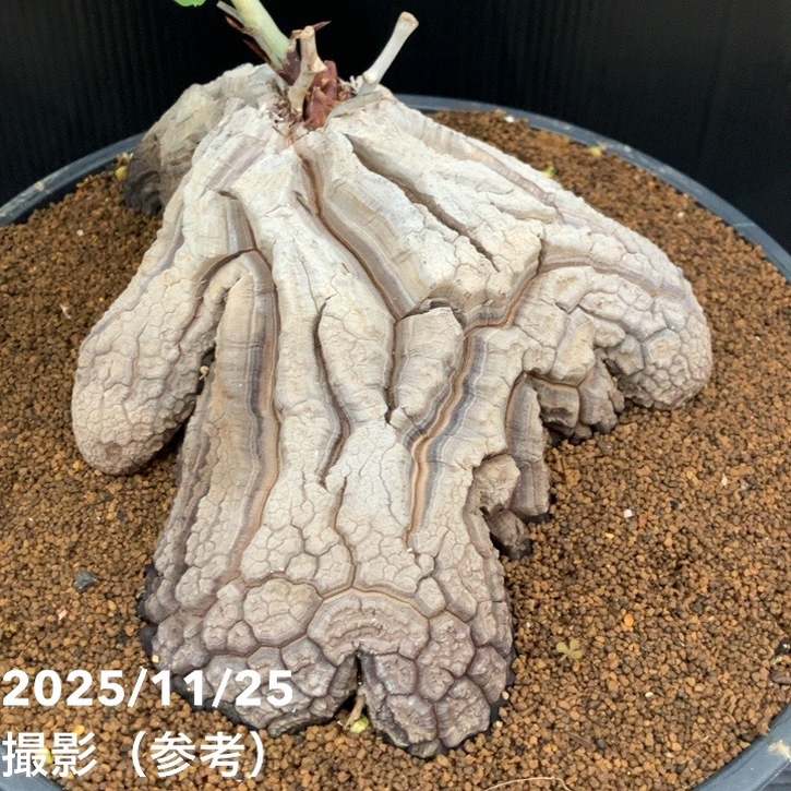 アフリカ亀甲竜　　No.9 現品お届け】アフリカ亀甲竜 9号｜観葉10-TU : 赤塚植物園ヤフー店