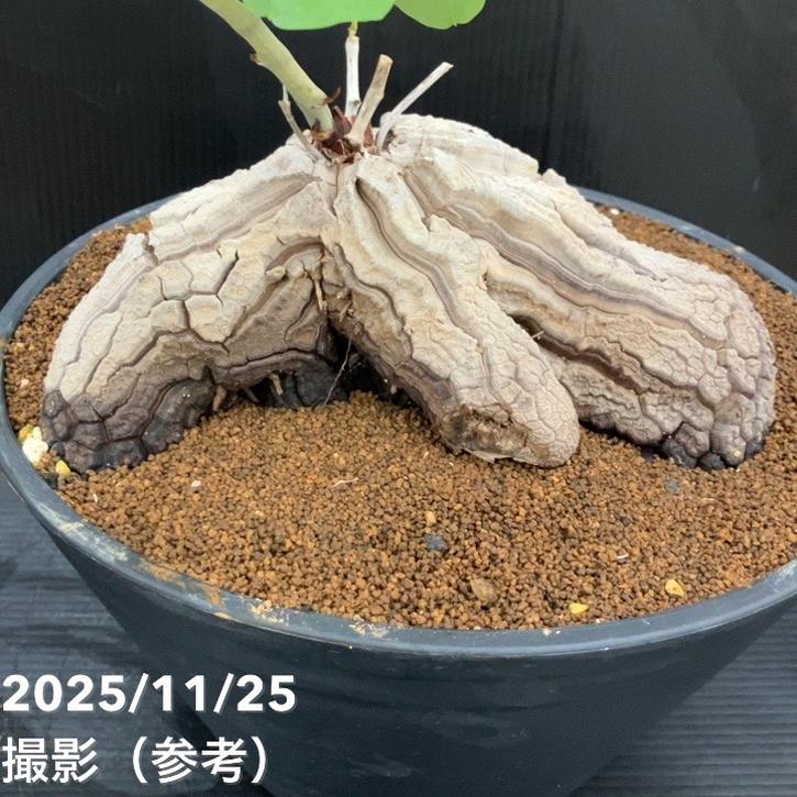 期間限定10％OFF！】【現品お届け】アフリカ亀甲竜 9号｜観葉10-TU