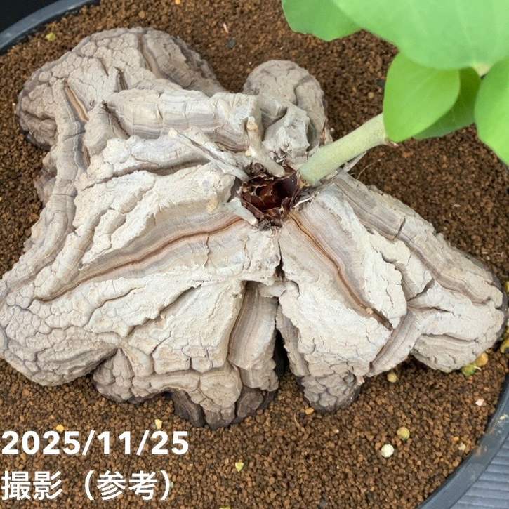 現品お届け】アフリカ亀甲竜 9号｜観葉10-TU | 観葉・多肉 | 赤塚