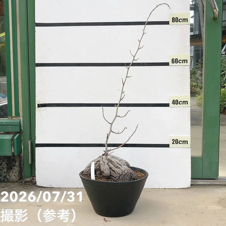 【特大・直径約17cm】10年物のアフリカ亀甲竜☆2026年8月新芽がでました 現品お届け】アフリカ亀甲竜 9号｜観葉10-TU | 観葉・多肉 | 赤塚