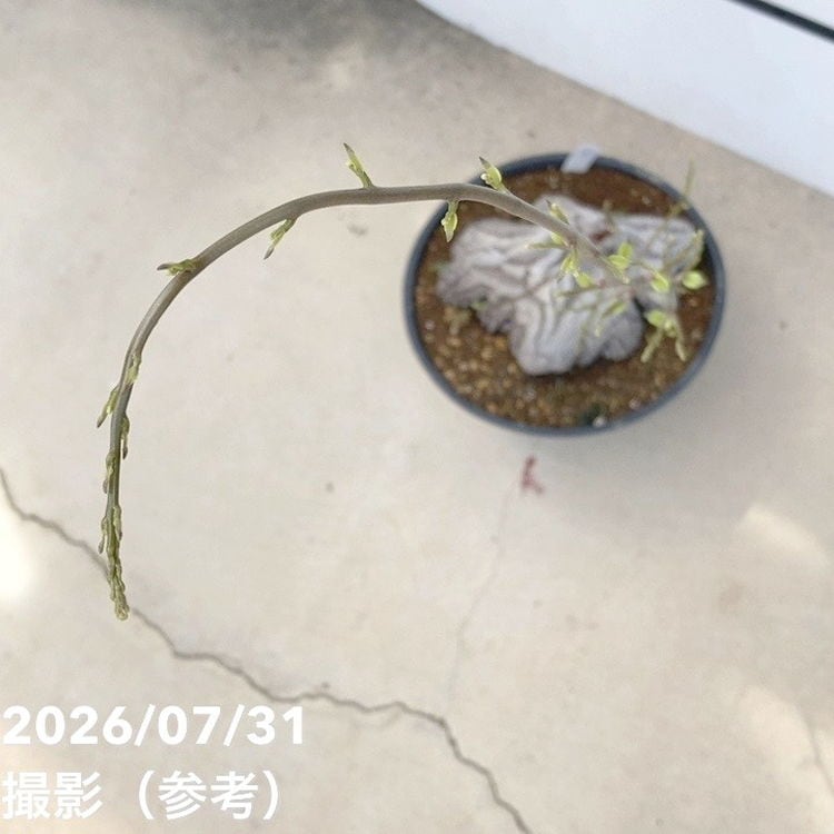 現品お届け】アフリカ亀甲竜 9号｜観葉10-TU | 観葉・多肉 | 赤塚