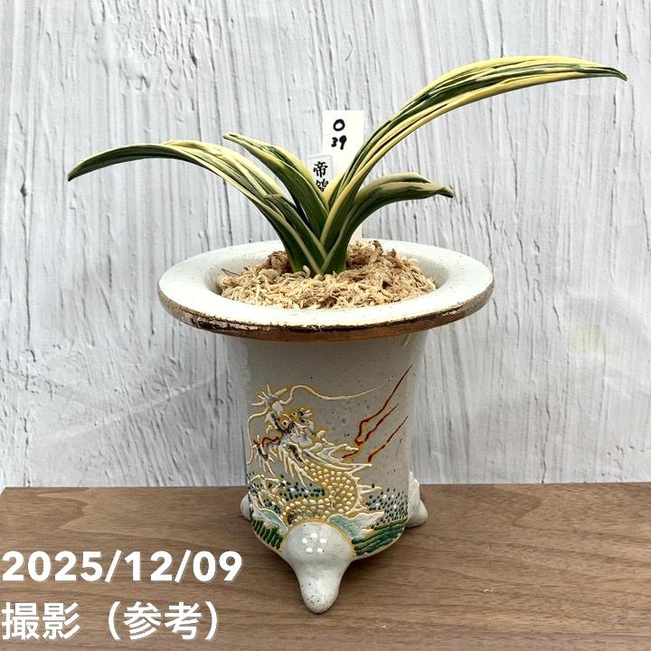 現品お届け】豊明園 万年青 オモト 帝錦（みかどにしき） 白龍白鉢