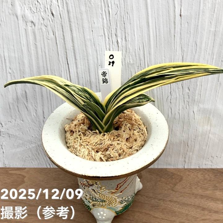 現品お届け】豊明園 万年青 オモト 帝錦（みかどにしき） 白龍白鉢