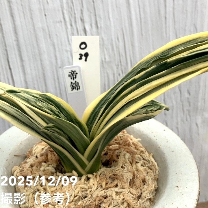 現品お届け】豊明園 万年青 オモト 帝錦（みかどにしき） 白龍白鉢