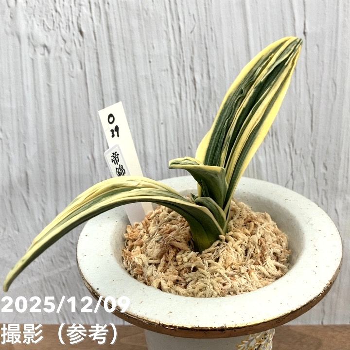 現品お届け】豊明園 万年青 オモト 帝錦（みかどにしき） 白龍白鉢