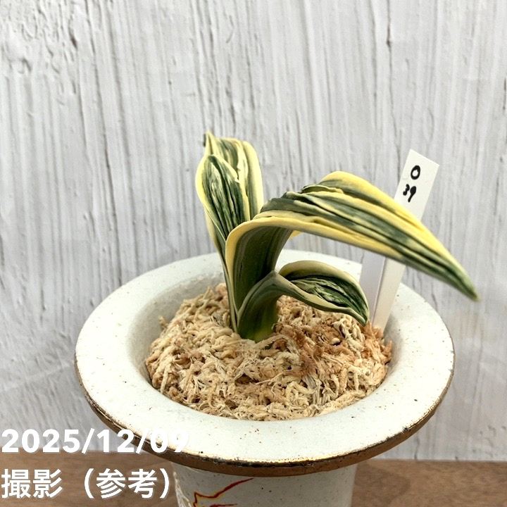 N/OH × 万年青鉢　春光園　ホワイト N/OH × 万年青鉢 春光園 ホワイト Shunkouen Omoto Pot S (White