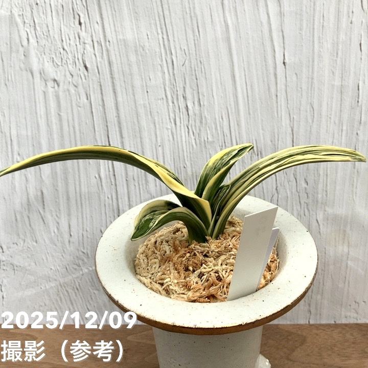 現品お届け】豊明園 万年青 オモト 帝錦（みかどにしき） 白龍白鉢