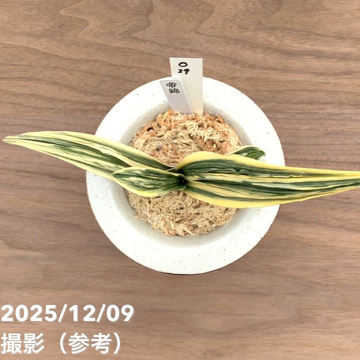 現品お届け】豊明園 万年青 オモト 帝錦（みかどにしき） 白龍白鉢