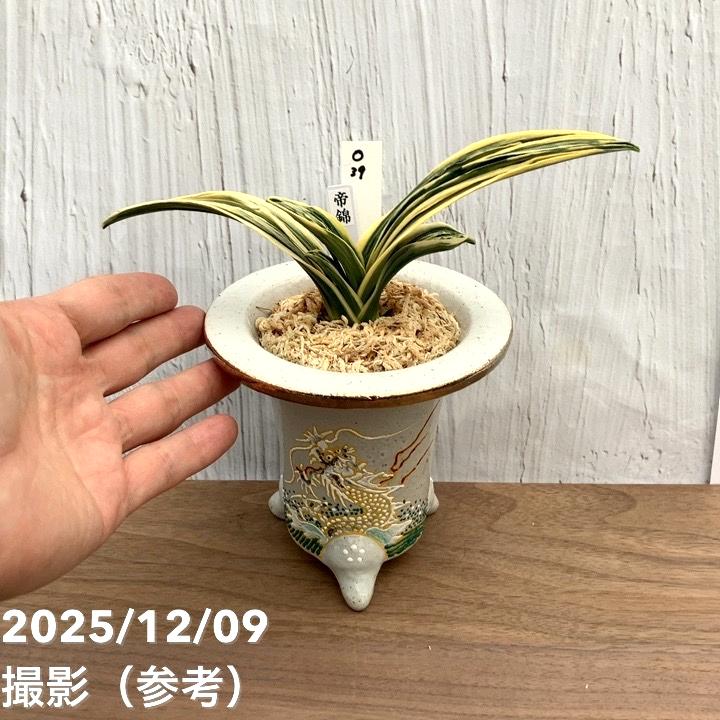 現品お届け】豊明園 万年青 オモト 帝錦（みかどにしき） 白龍白鉢