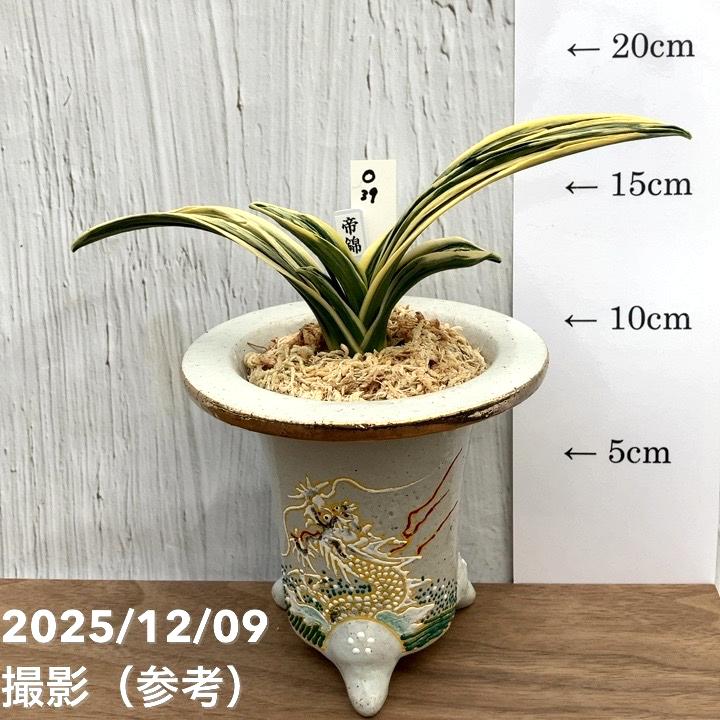 現品お届け】豊明園 万年青 オモト 帝錦（みかどにしき） 白龍白鉢