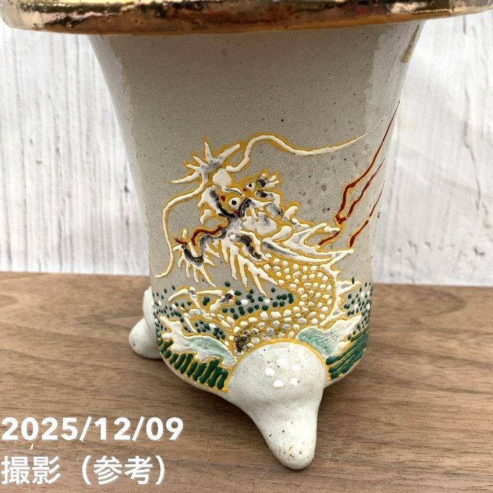 現品お届け】豊明園 万年青 オモト 帝錦（みかどにしき） 白龍白鉢