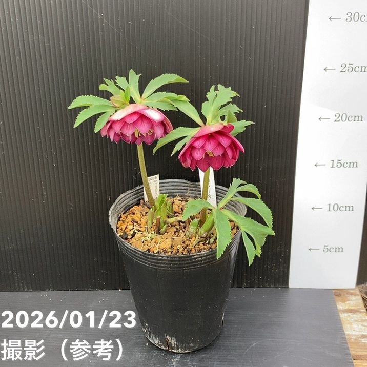 クリスマスローズページ 一点物】加藤農園 クリスマスローズ グロッシーカラー 4.5号（KT42