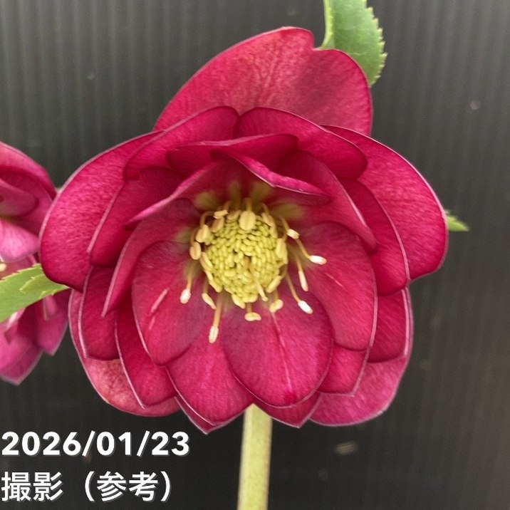 一点物】加藤農園 クリスマスローズ グロッシーカラー 4.5号（KT42