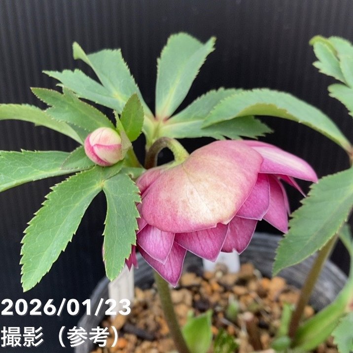 一点物】加藤農園 クリスマスローズ グロッシーカラー 4.5号（KT42