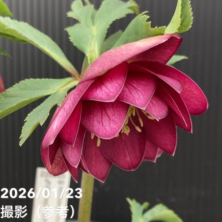 クリスマスローズ....その2 一点物】加藤農園 クリスマスローズ グロッシーカラー 4.5号（KT42