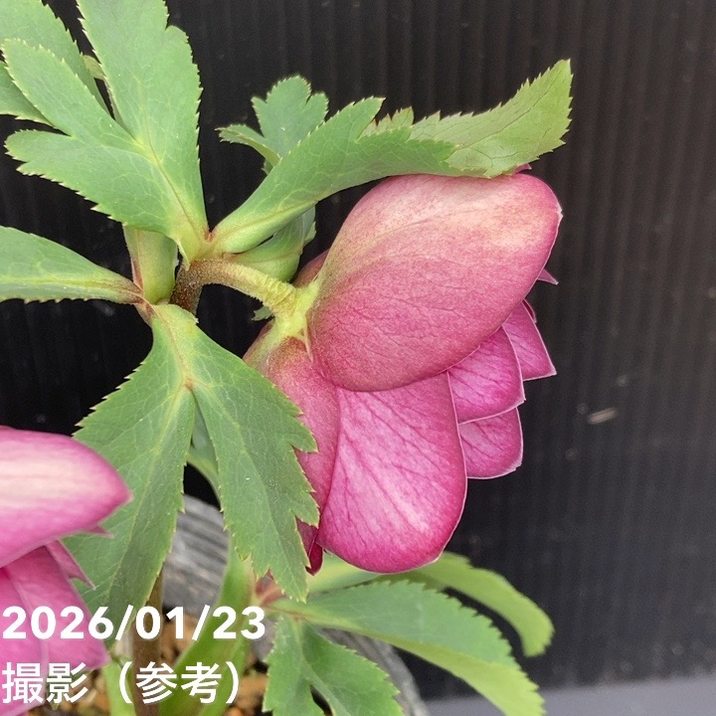 一点物】加藤農園 クリスマスローズ グロッシーカラー 4.5号（KT42