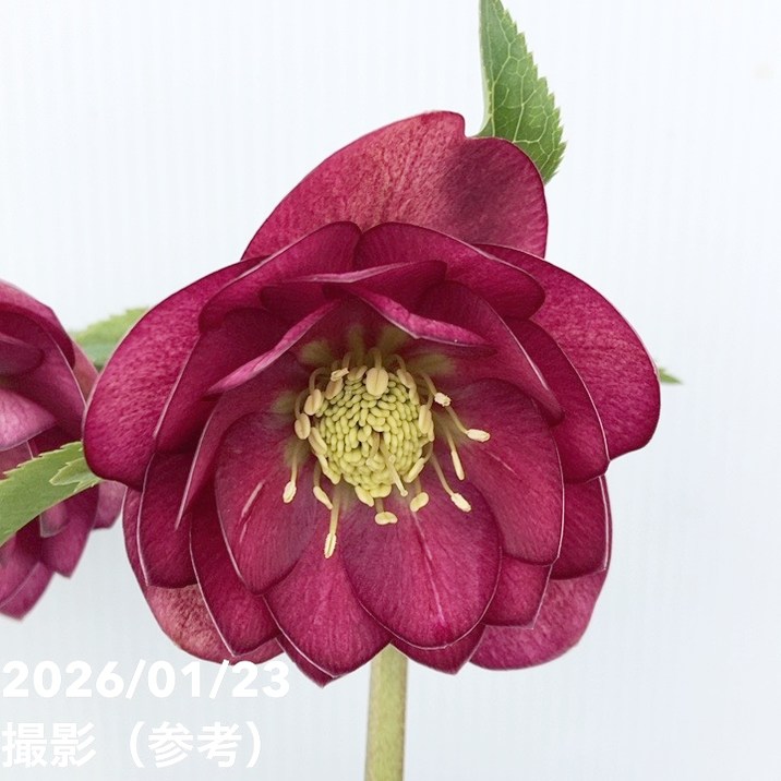 一点物】加藤農園 クリスマスローズ グロッシーカラー 4.5号（KT42