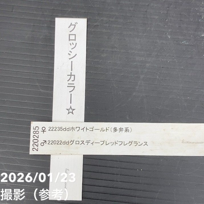 一点物】加藤農園 クリスマスローズ グロッシーカラー 4.5号（KT42