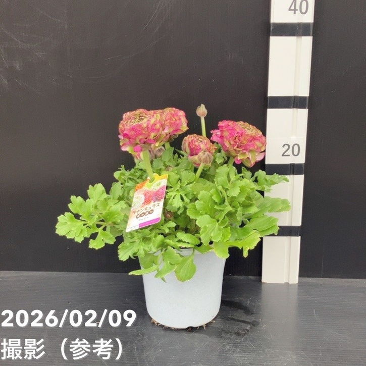 現品お届け】ラナンキュラス ポンポン 5号 マルヴァ｜草花10-TU | 草花