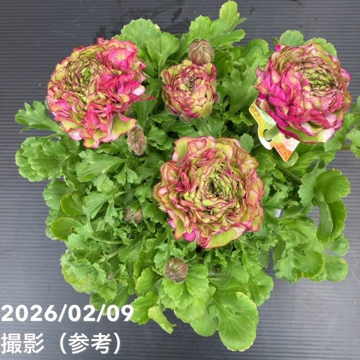 現品お届け】ラナンキュラス ポンポン 5号 マルヴァ｜草花10-TU | 草花