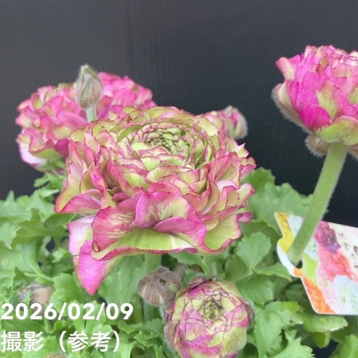 現品お届け】ラナンキュラス ポンポン 5号 マルヴァ｜草花10-TU | 草花