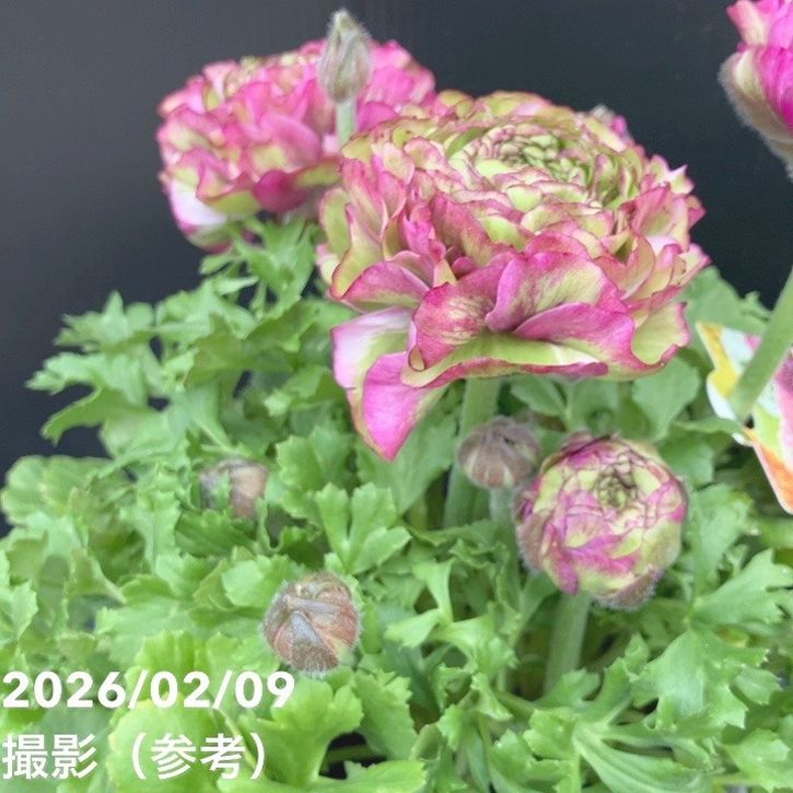 現品お届け】ラナンキュラス ポンポン 5号 マルヴァ｜草花10-TU | 草花