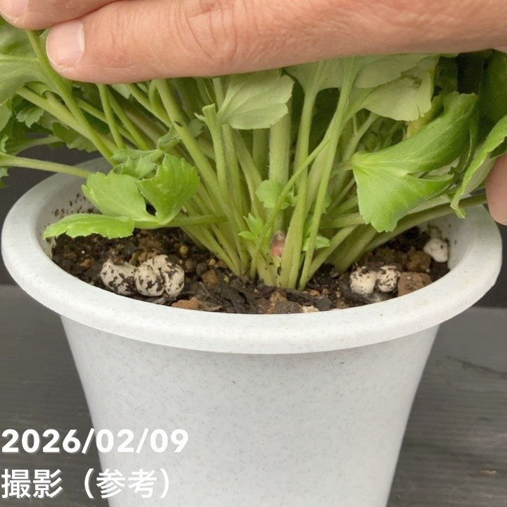 宿根草【タグ付】ラナンキュラスポンポン『マルヴァ』５号【超大輪】ポット苗　発送♪ 現品お届け】ラナンキュラス ポンポン 5号 マルヴァ｜草花10-TU | 草花