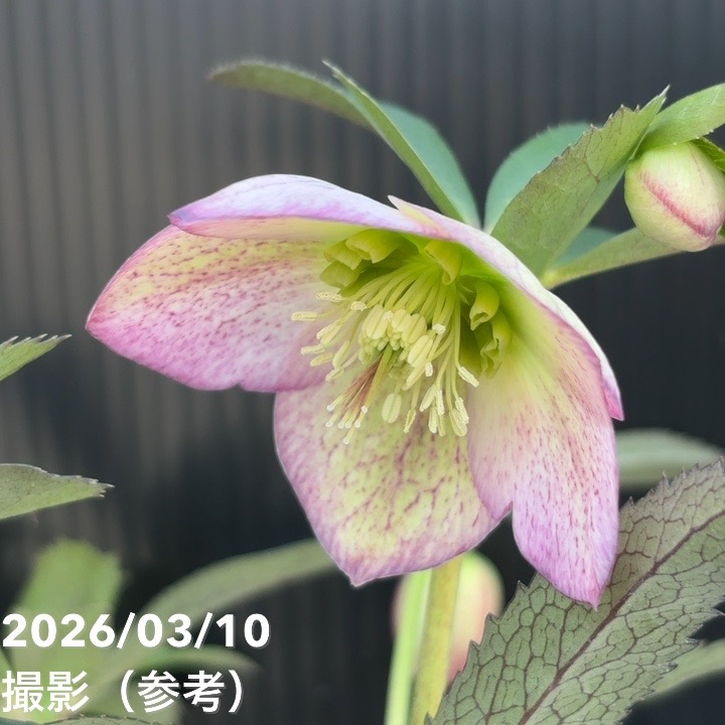 一点物】大和園 クリスマスローズ 4.5号（YA17）｜山野04-PA | 草花